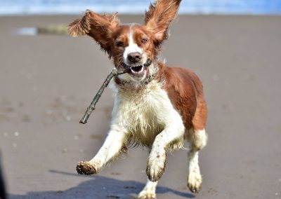 welsh springer spaniel with big ears