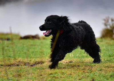 running puppy