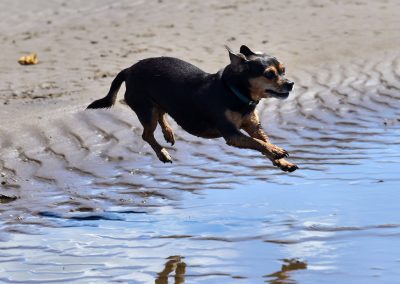 small dog jumping over puddle