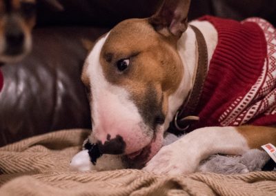 bull terrier with toy