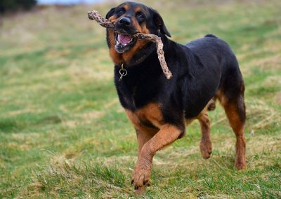 large rottweiler cross