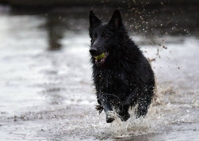 action shot of gsd