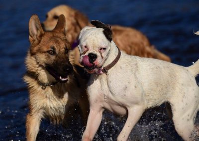 young gsd and dalmation