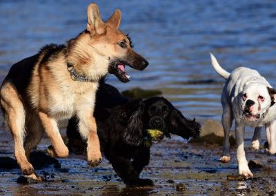 young dogs running