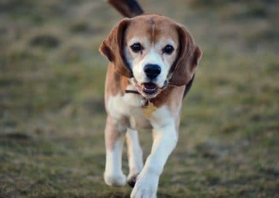 Beagle