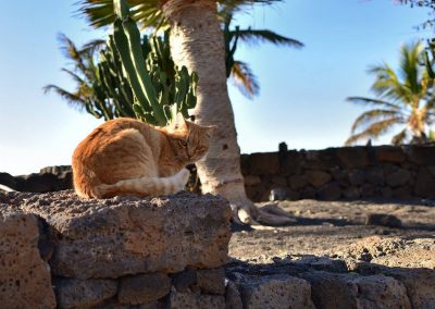 lanzarote cat