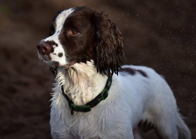 springer spaniel portrait