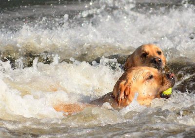 yellow dogs in water
