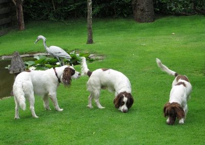 dogs playing in garden