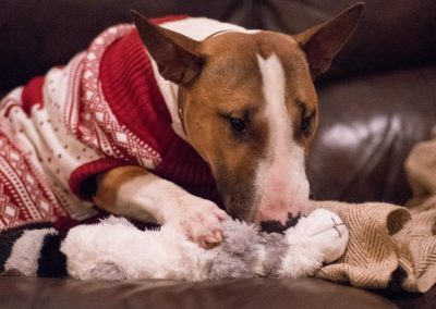 dog wearing Christmas outfit