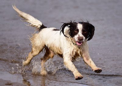 springer spaniel action shot