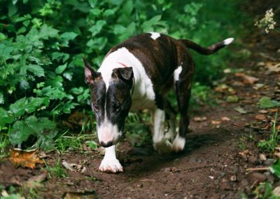 Old english bull terrier walking