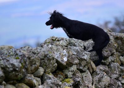 black cocker spaniel on a wall