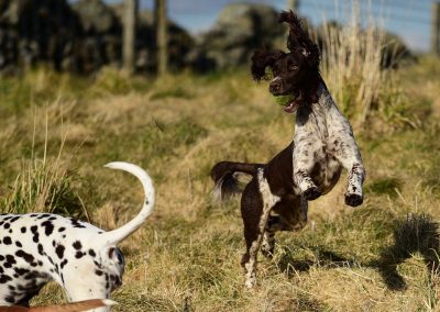 dog catching a ball