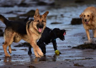 young gsd