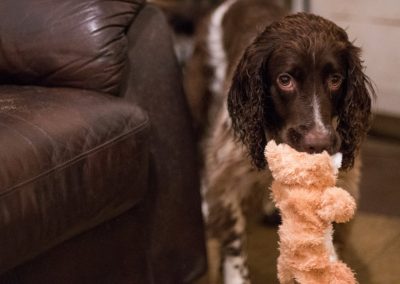 dog carrying dog toy
