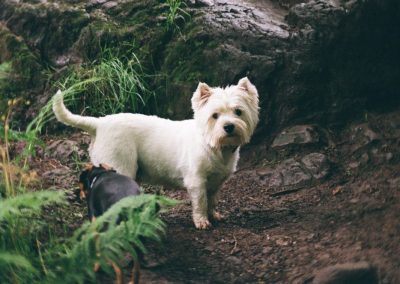 West highland terrier