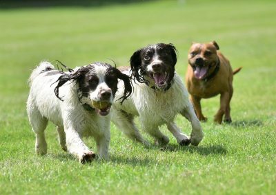 dogs playing in a park