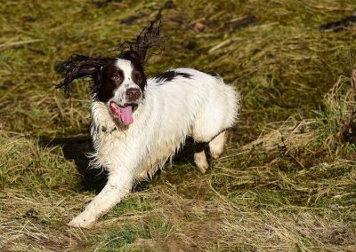 Happy springer spaniel