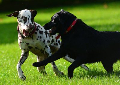 dogs having fun together