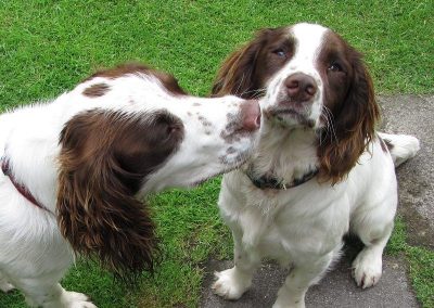 dog sniffing other dog