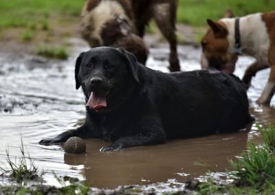 dog lying in a puddle
