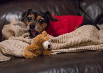 small dog with furry toy