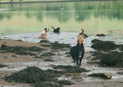 group of dogs