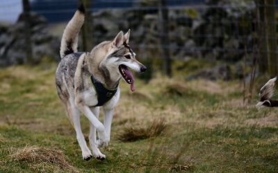 Inuit dog