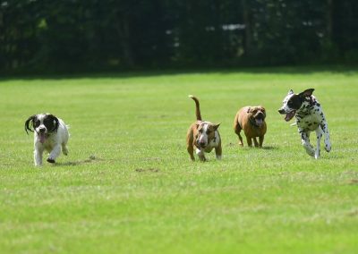 dogs on playing fields