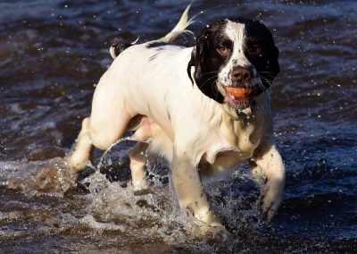 spaniel standing in water with ball