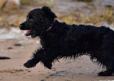 young black cocker spaniel