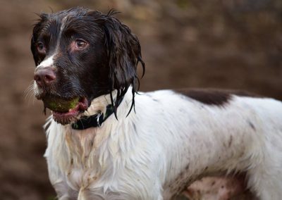 dog with ball in mouth