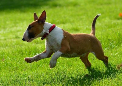 young english bull terrier