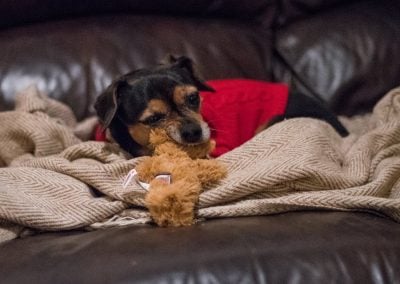 dog with new toy
