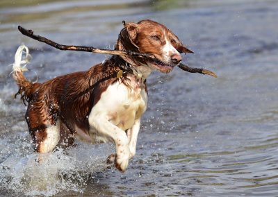gorgeous welsh springer spaniel