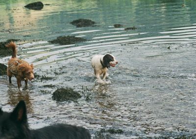 Spaniel on rivers bed