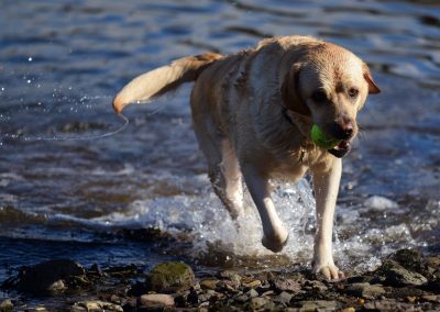 yellow lab