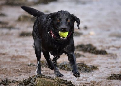 black lab running with ball
