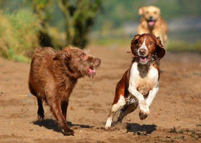 dogs running on a sunny beach