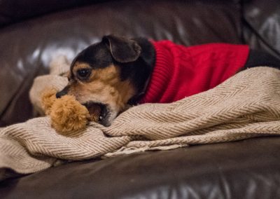 dog biting new toy