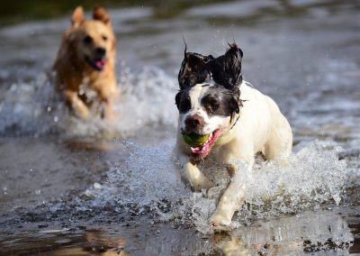dogs chasing in water