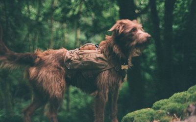 dog wearing ruffwear singletrak pack