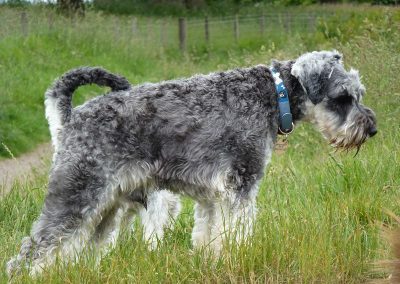 miniature schnauzer dog