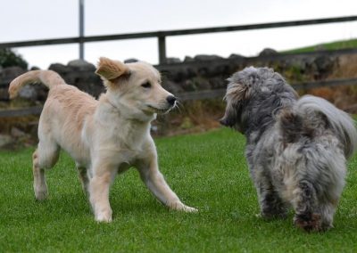 Dogs ready to play