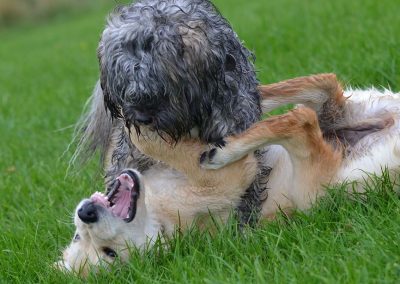 dog on puppy