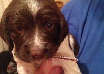 5 week old springer spaniel