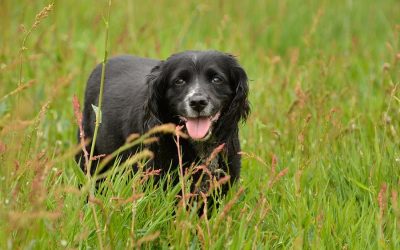 Holly old cocker spaniel