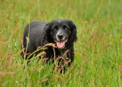 old cocker spaniel
