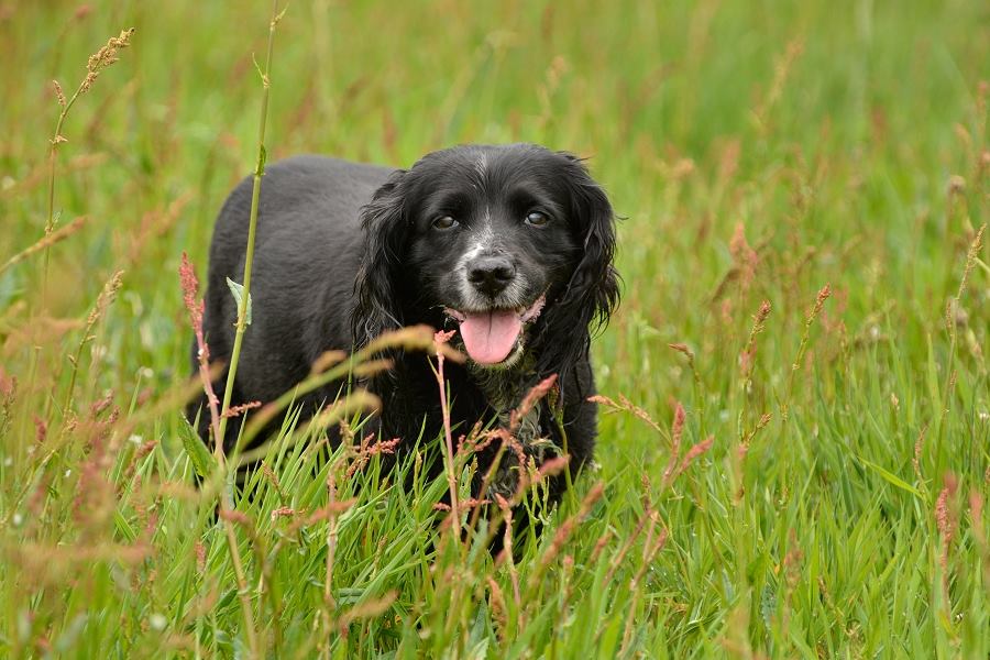old cocker spaniel
